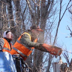 Fakivágás alpintechnikával vagy emelőkosárral