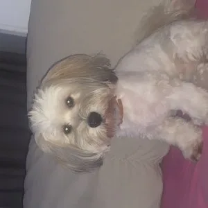 Bichon Havanese