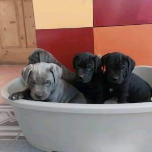 Cane corso kölykök kék és fekete fiúk lányok vegyesen