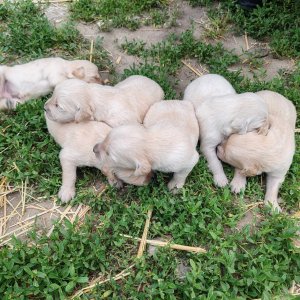Fajtatiszta Golden Retriever jellegű kiskutyák