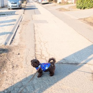 Sürgősen eladó 7hónapos fajtiszta kislány csoki bichon havanese