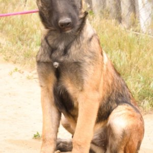 Malinois rovid szőrű belga juhászkutya