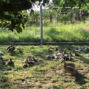 Indiai futókacsa eladó