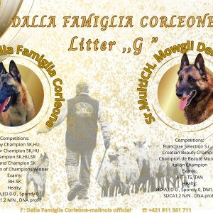 Belga juhász Malinois kölykök keresik szerető gazdájukat