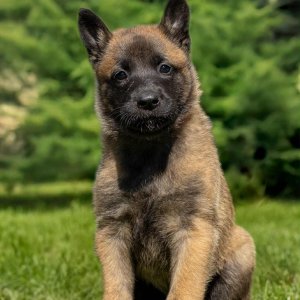 Belga juhász Malinois kölykök keresik szerető gazdájukat