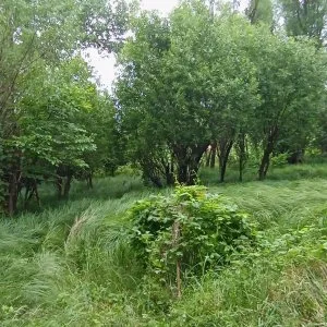 Telek rét legelő