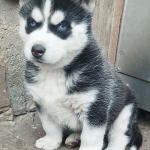 Husky