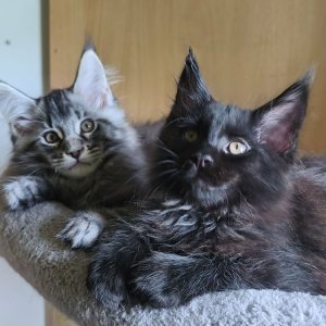 Maine Coon