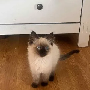 Ragdoll cica Seal Point