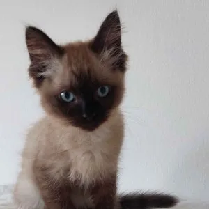 Ragdoll cica Blue Mink