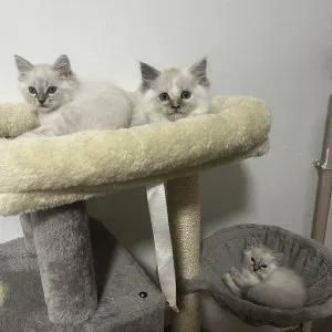 Ragdoll cica Blue Lynx