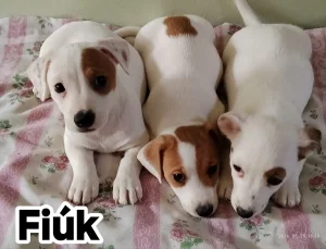 Jack Russel Terrier