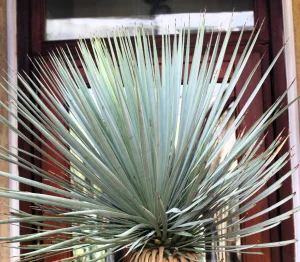 Yucca rostrata Yucca rostrata