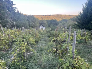 Magyarlaki szolohegy