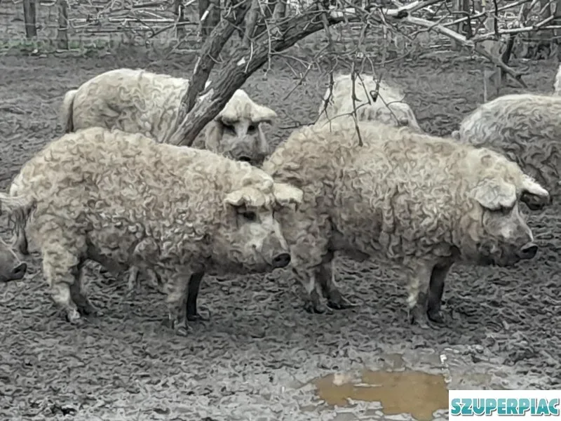 Mangalica