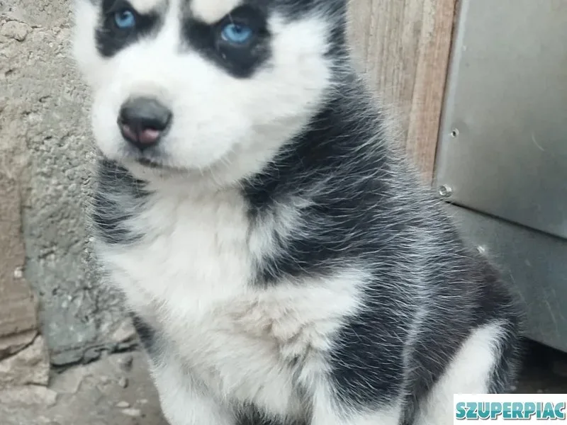 Husky
