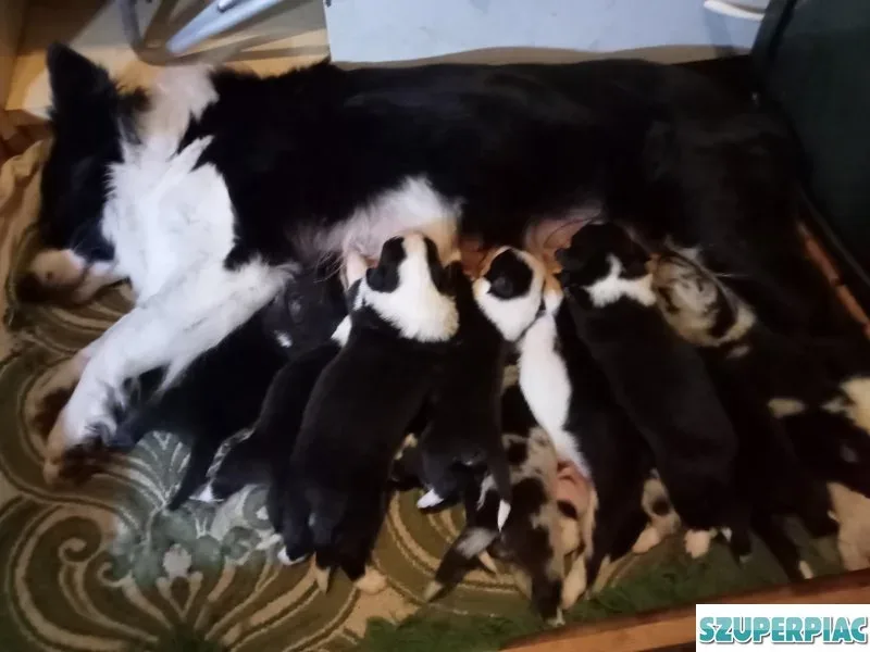 Border collie kiskutyák előjegyezhetőek