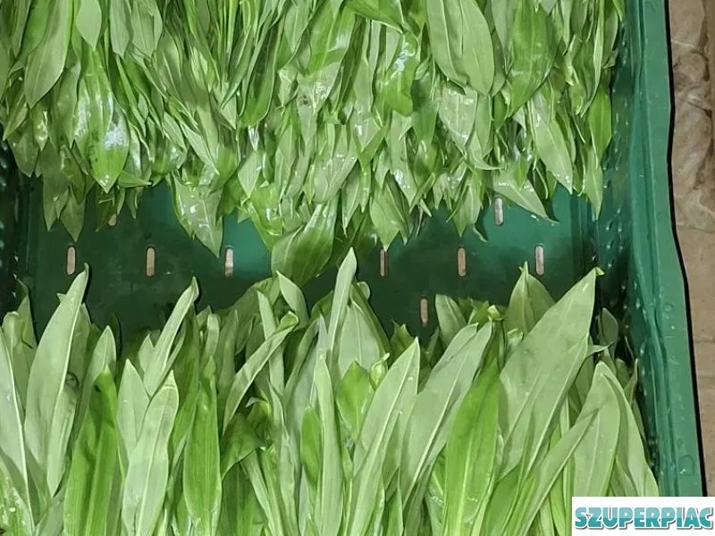 Medvehagyma