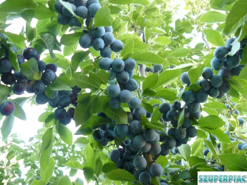 Gyümölcsfák kerti növények 2026 tavaszi ültetéshez
