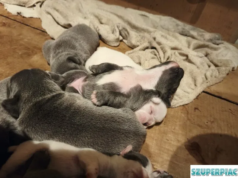 Francia bulldog kiskutyák eladók