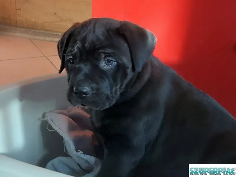 Cane Corso kölykök gazdit keresnek Böhönyén