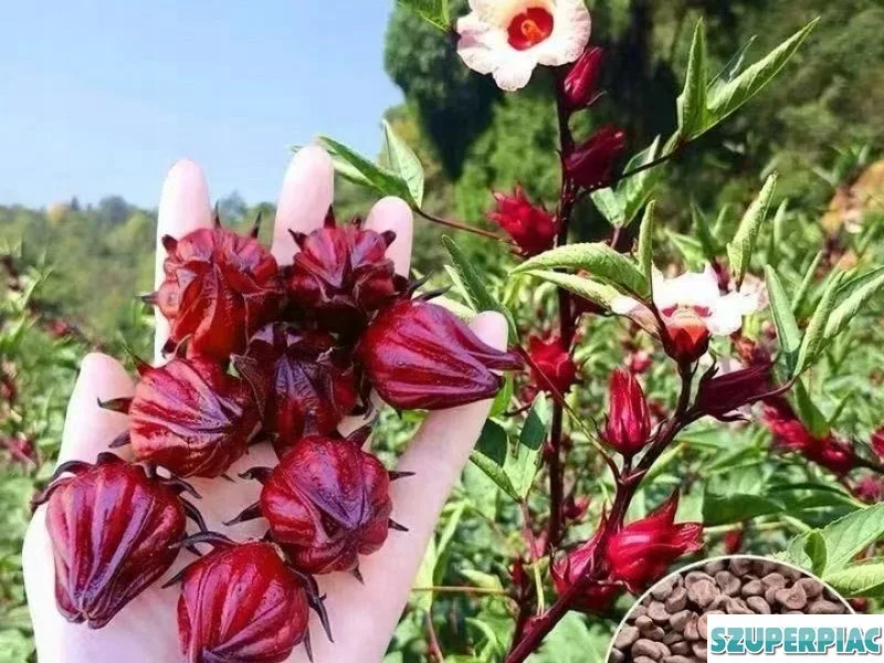 Tea hibiszkusz virágmag