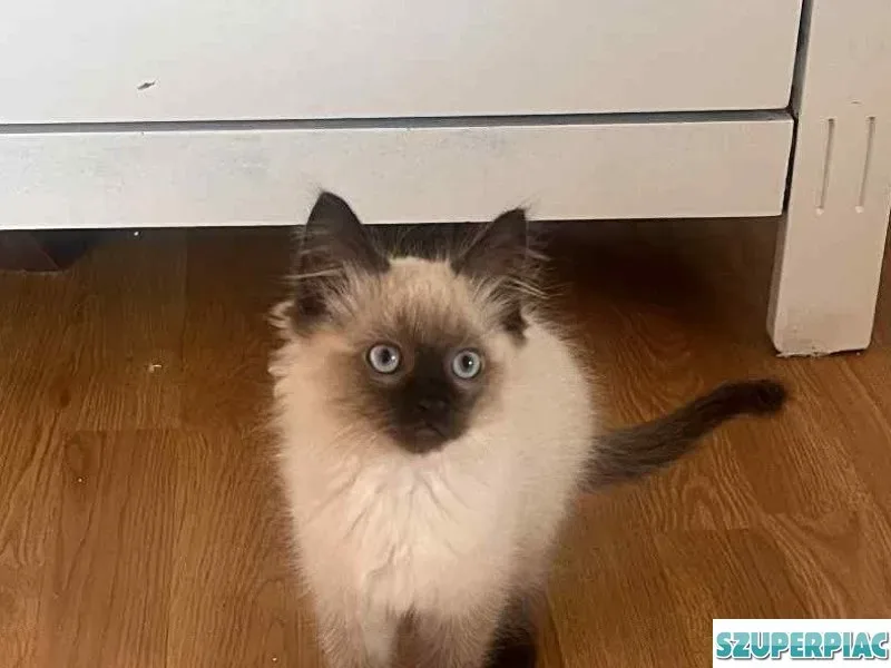 Ragdoll cica Seal Point