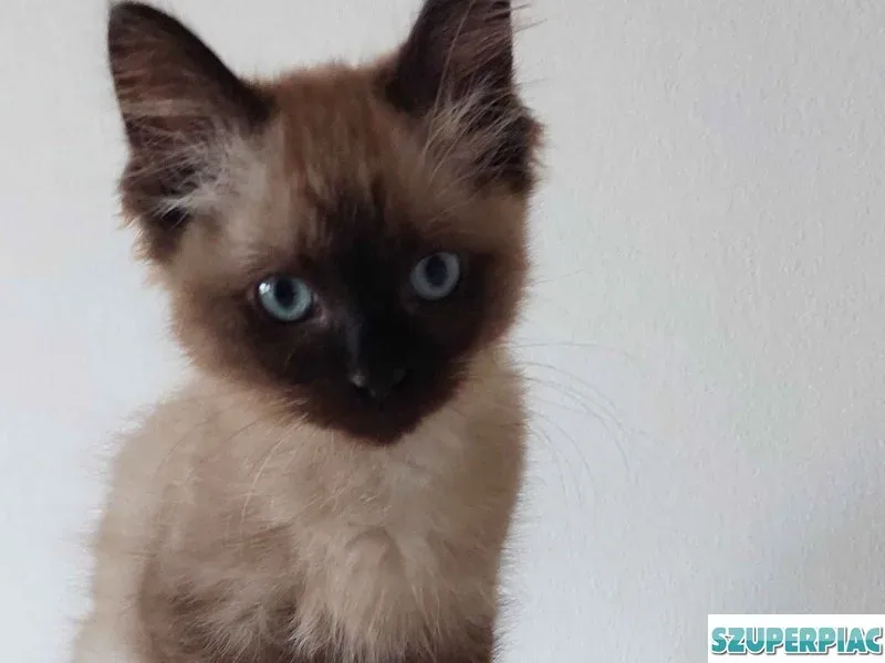 Ragdoll cica Blue Mink