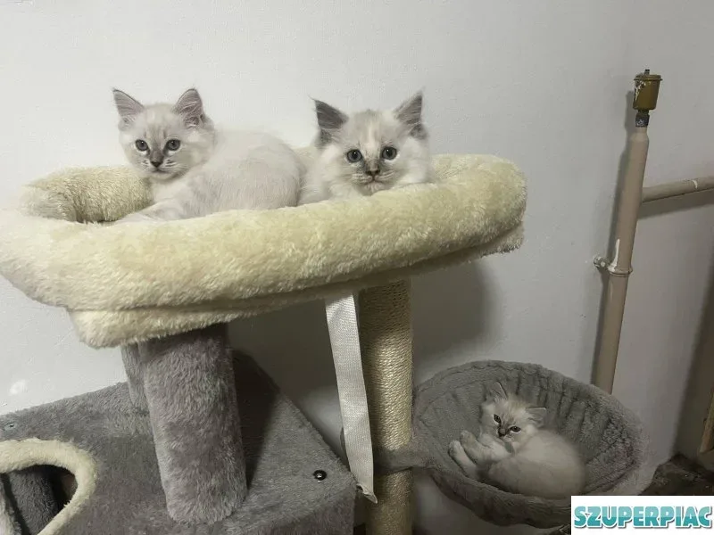 Ragdoll cica Blue Lynx