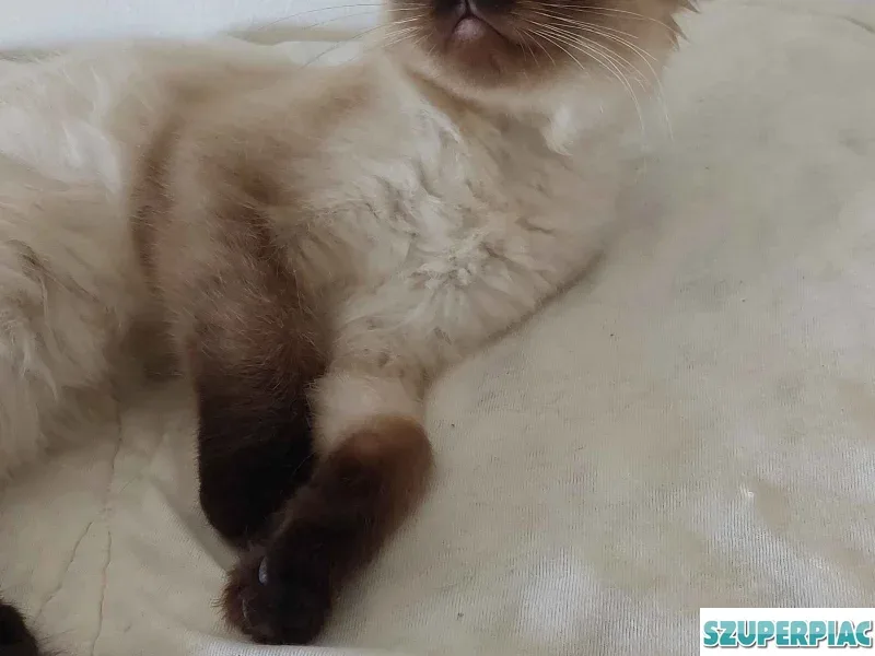 Ragdoll cica Seal Point