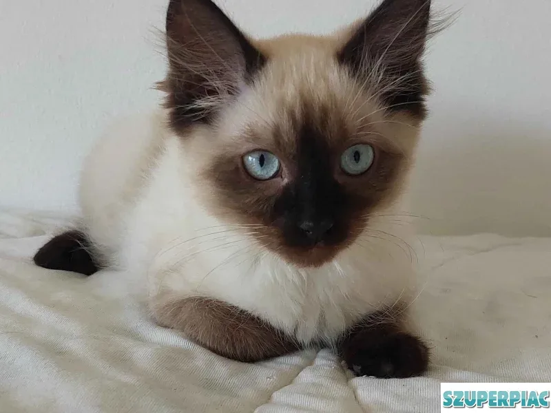 Ragdoll cica Seal Point