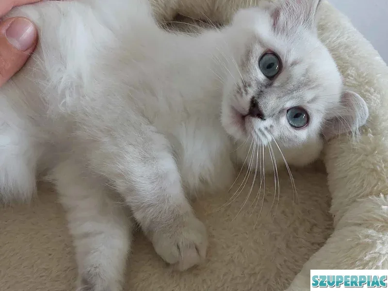 Ragdoll cica Blue Lynx