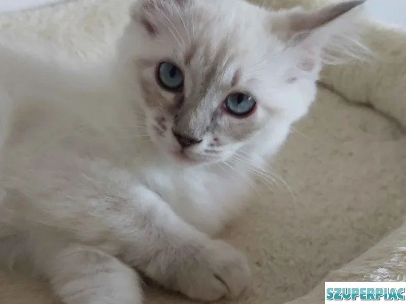 Ragdoll cica Blue Lynx