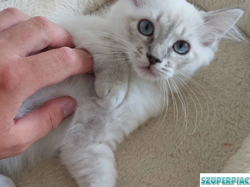 Ragdoll cica Blue Lynx