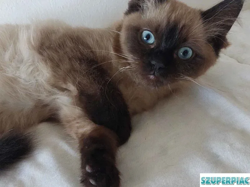 Ragdoll cica Blue Mink