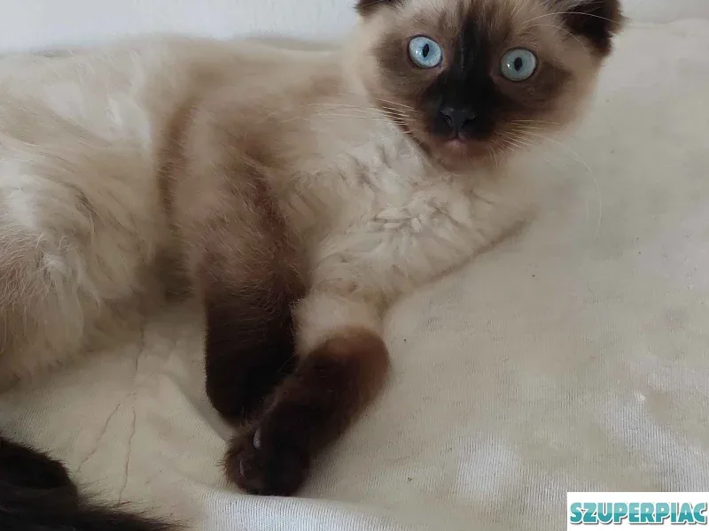 Ragdoll cica Seal Point
