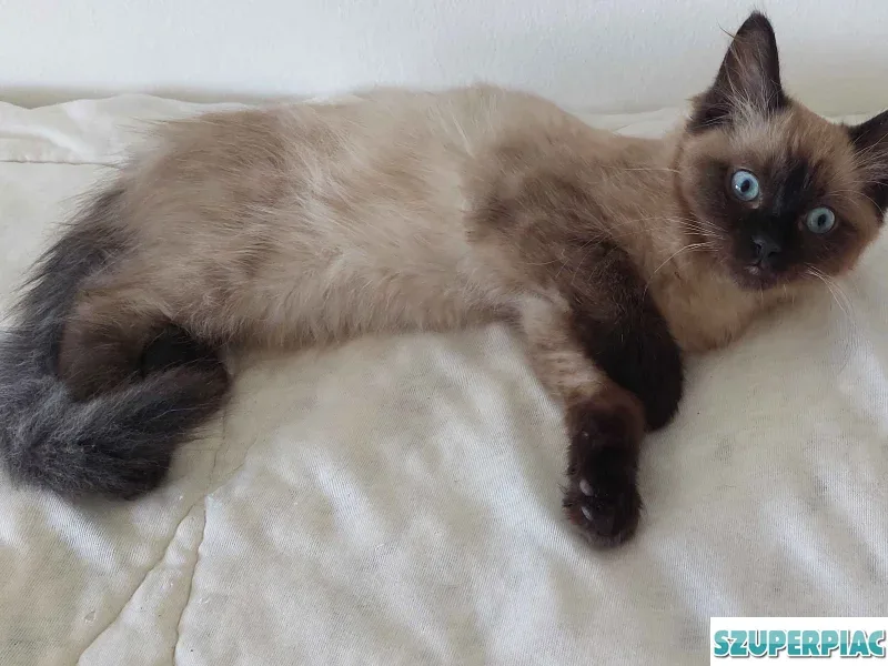 Ragdoll cica Blue Mink