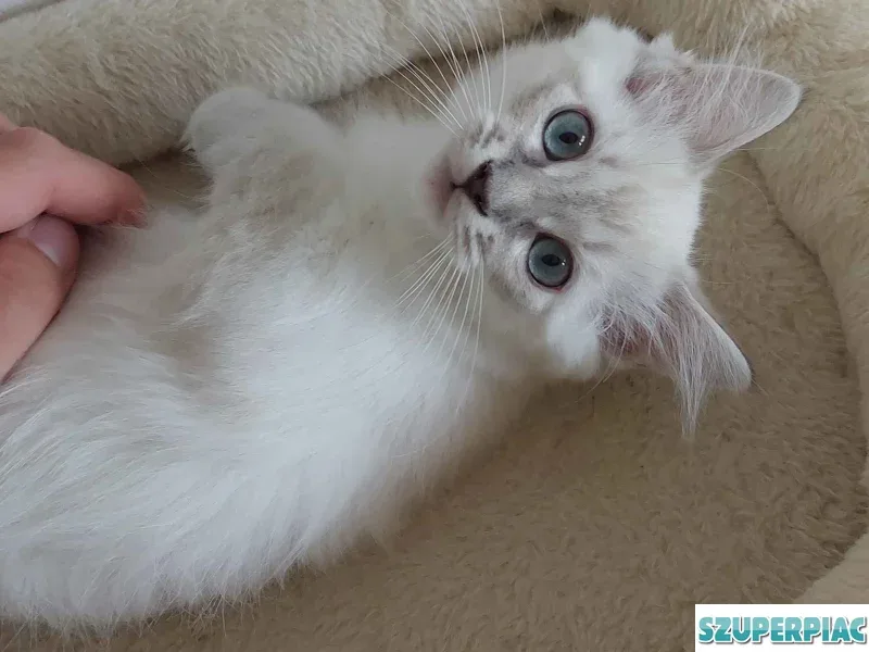 Ragdoll cica Blue Lynx
