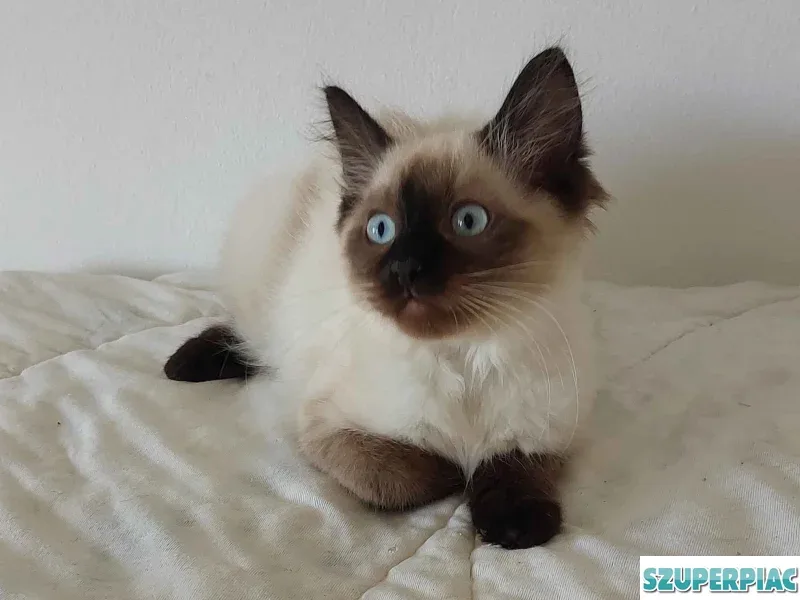 Ragdoll cica Seal Point