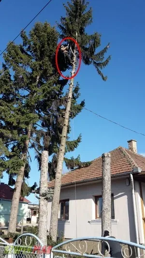 Fakivágás, gallyazás, telektisztítás Fakivágás, gallyazás, telektisztítás
