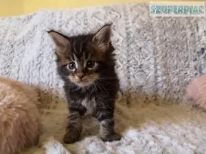 Maine Coon kiscicák
