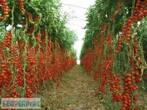 AKCIÓ 70 % legédesebb paradicsom Cukorfalat 20 mag 1200 ft