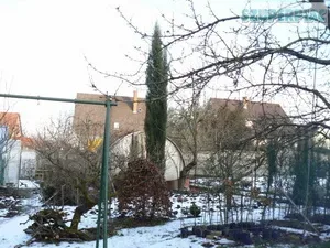 Dísznövény Dísznövény