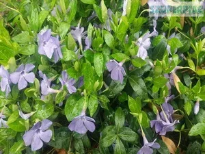 Örökzöld kis meténg / vinca minor Örökzöld kis meténg / vinca minor