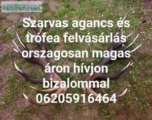 Agancs vetel minden megyében nagy árban Agancs vetel minden megyében nagy árban