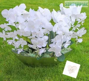 ORCHIDEA