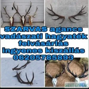Szarvas agancs Trófea Vadászati Hagyaték Felvásárlás Magyarorszá Szarvas agancs Trófea Vadászati Hagyaték Felvásárlás Magyarorszá