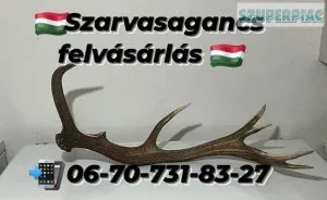 Agancs felvásárlás Tatabánya Agancs felvásárlás Tatabánya