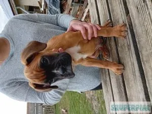 Boxer kutyák Boxer kutyák