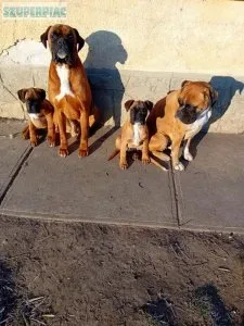 Boxer kutyák Boxer kutyák